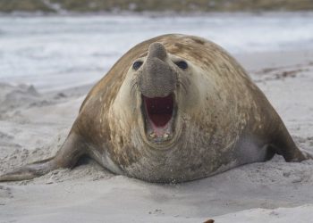 8 datos curiosos sobre las focas de la Antártida