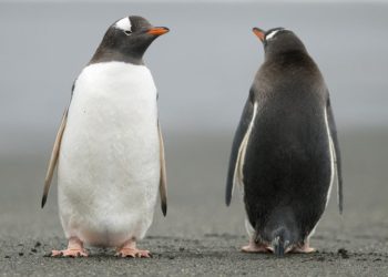 10 datos curiosos sobre los pingüinos de la Antártida