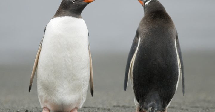 10 datos curiosos sobre los pingüinos de la Antártida