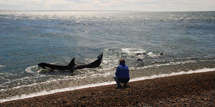 Guía de vida silvestre de Península Valdés