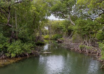En el Caribe, los manglares atraen a visitantes en busca de vida silvestre y tranquilidad