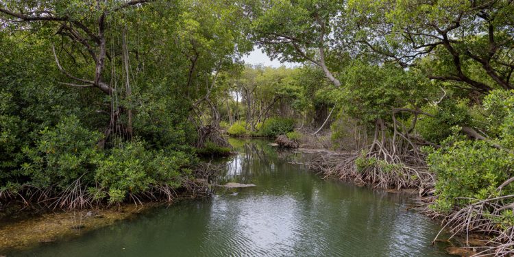 En el Caribe, los manglares atraen a visitantes en busca de vida silvestre y tranquilidad