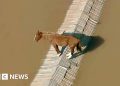 Caballo varado en tejados e inundaciones en aeropuertos de Brasil