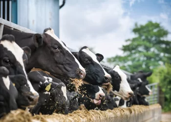 Los expertos observan atentamente la gripe aviar por si despega