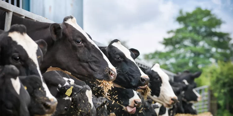 Los expertos observan atentamente la gripe aviar por si despega