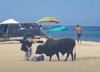 NO INTELIGENTE: Mujer corneada por toro enorme en playa de México después de alimentarlo (VIDEO) |  El experto en puerta de enlace
