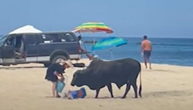 NO INTELIGENTE: Mujer corneada por toro enorme en playa de México después de alimentarlo (VIDEO) |  El experto en puerta de enlace