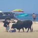 NO INTELIGENTE: Mujer corneada por toro enorme en playa de México después de alimentarlo (VIDEO) |  El experto en puerta de enlace
