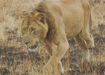 Un león de tres patas establece un récord de natación en un río lleno de cocodrilos