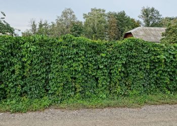 No, gracias por aclarar eso.