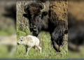 El nacimiento de una rara cría de bisonte blanco en Yellowstone cumple la profecía de los nativos americanos |  El experto en puerta de enlace