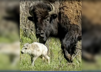 El nacimiento de una rara cría de bisonte blanco en Yellowstone cumple la profecía de los nativos americanos |  El experto en puerta de enlace