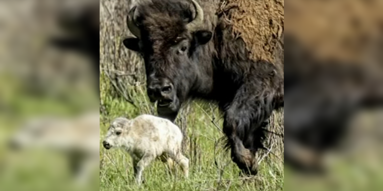 El nacimiento de una rara cría de bisonte blanco en Yellowstone cumple la profecía de los nativos americanos |  El experto en puerta de enlace