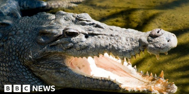 Encuentran cadáver en búsqueda de niña desaparecida en ataque de cocodrilo