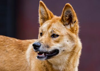 Un estudio del ADN de los dingos revela rasgos mínimos de los perros domésticos