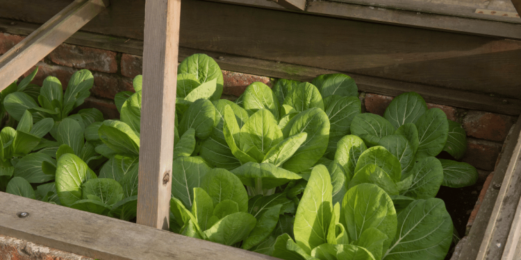 Cómo plantar un jardín en otoño