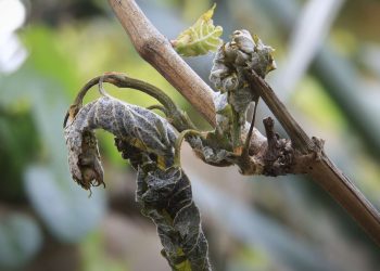 Las regulaciones estatales contribuyen al declive de la industria del vino