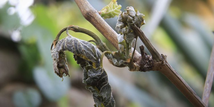 Las regulaciones estatales contribuyen al declive de la industria del vino