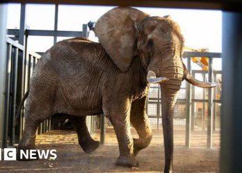 Liberan a Charlie, el último elefante del zoológico de Sudáfrica, después de 40 años