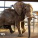 Liberan a Charlie, el último elefante del zoológico de Sudáfrica, después de 40 años