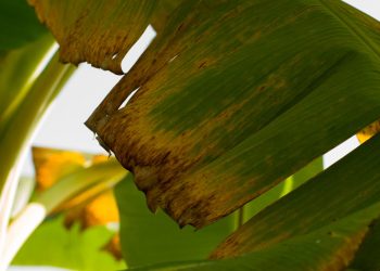 Este hongo mata los plátanos. PLÁTANOS. Pero hay esperanza