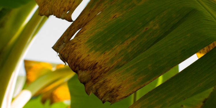 Este hongo mata los plátanos. PLÁTANOS. Pero hay esperanza