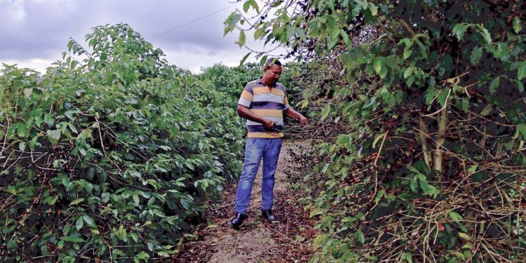 El costo humano del café: el rescate de trabajadores esclavos en las plantaciones de Brasil | Documental