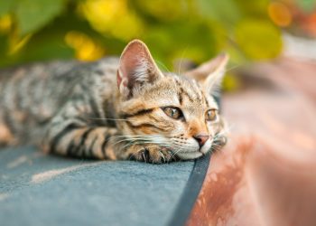 Un estudio sugiere que incluso los gatos pueden llorar una pérdida