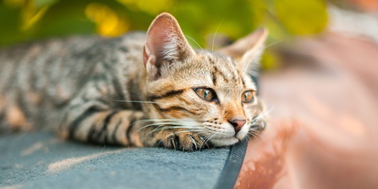 Un estudio sugiere que incluso los gatos pueden llorar una pérdida