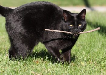 Los gatos juegan a buscar objetos mucho más de lo que se les atribuye