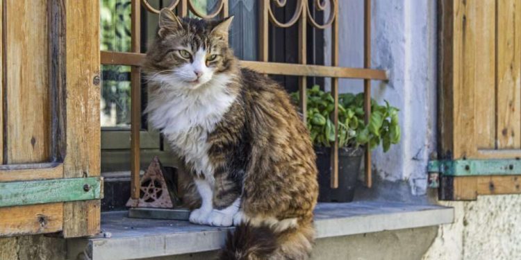 Lecciones de la crisis de los gatos migrantes haitianos