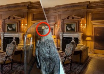 Apple Clean Up vs. Google Magic Eraser vs. Samsung Galaxy AI: ¿cuál borra mejor los objetos?