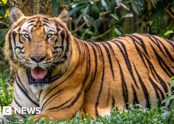 Brote de gripe aviar en Vietnam en zoológicos deja decenas de tigres muertos