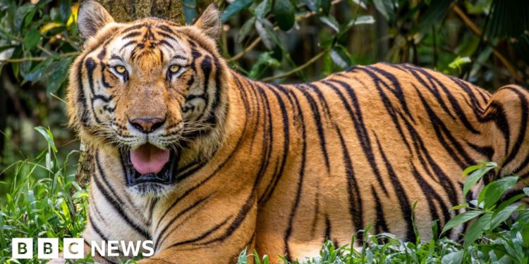 Brote de gripe aviar en Vietnam en zoológicos deja decenas de tigres muertos