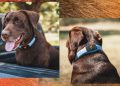 Este collar parlante para mascotas es como un chatbot para tu perro