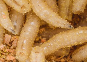 Un parásito que come ganado vivo se está desplazando hacia el norte, hacia EE. UU.