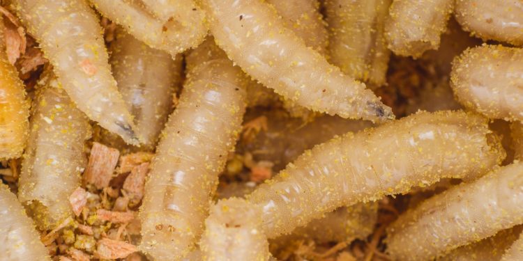 Un parásito que come ganado vivo se está desplazando hacia el norte, hacia EE. UU.