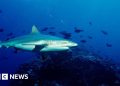 Pastor muere en ataque de tiburón en la Gran Barrera de Coral de Australia