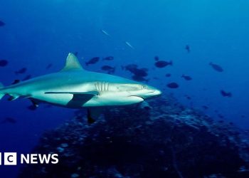 Pastor muere en ataque de tiburón en la Gran Barrera de Coral de Australia