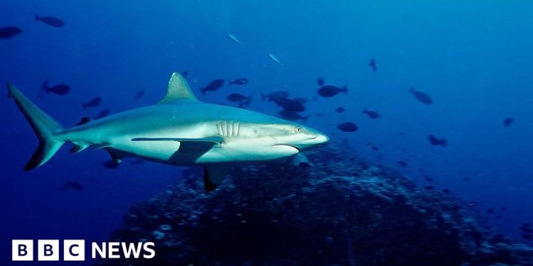 Pastor muere en ataque de tiburón en la Gran Barrera de Coral de Australia