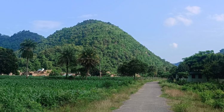 En el este de la India, los agricultores corren el riesgo de ser encarcelados por cultivar una lucrativa cosecha de cannabis | Drogas