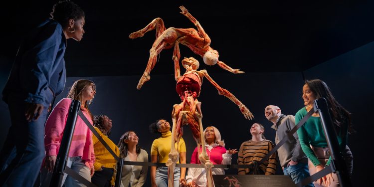 Body Worlds 2025 en Filadelfia: cuatro cosas que no pueden ver