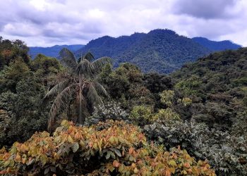 Revisión de la gira de bosques nublados de Mindo, Ecuador