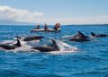 Embarcarse en una extraordinaria aventura de Dolphin Galápagos