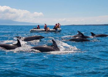 Embarcarse en una extraordinaria aventura de Dolphin Galápagos