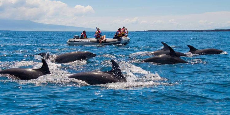 Embarcarse en una extraordinaria aventura de Dolphin Galápagos