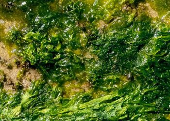 Esta lechada de algas goopy podría llegar a todo lo que come y usa