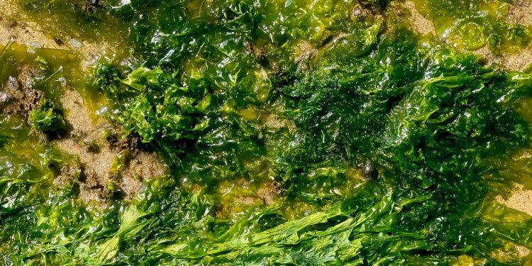 Esta lechada de algas goopy podría llegar a todo lo que come y usa