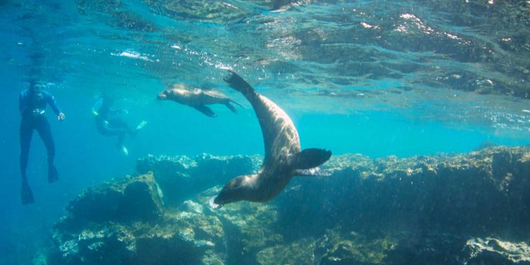 Snorkel vs. buceo en las islas Galápagos