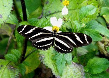El encantador mundo de las mariposas en Costa Rica